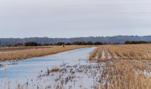 Photo #35 of SOLD property in Off North Lake Rd, Fairfield, NC 11,600.0 acres