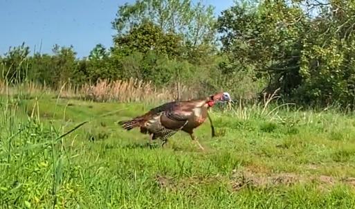 Photo #43 of SOLD property in Off North Lake Rd, Fairfield, NC 11,600.0 acres