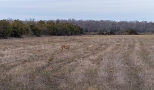 Photo #83 of Off North Lake Rd, Fairfield, NC 11,600.0 acres