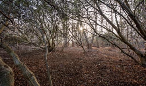 Photo #84 of SOLD property in Off North Lake Rd, Fairfield, NC 11,600.0 acres
