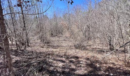 Photo #15 of SOLD property in 05 Beamon Hunt Rd, Warrenton, NC 23.7 acres