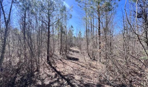 Photo #10 of SOLD property in 05 Beamon Hunt Rd, Warrenton, NC 23.7 acres