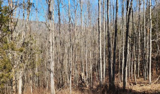 Photo #17 of SOLD property in Off Mt. Herman Rd, Middlebrook, VA 243.1 acres