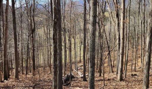 Photo #20 of SOLD property in Off Mt. Herman Rd, Middlebrook, VA 243.1 acres