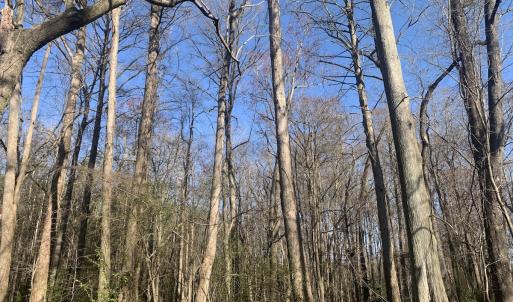 Photo #36 of SOLD property in 30093 Millfield Rd, Wakefield, VA 89.5 acres