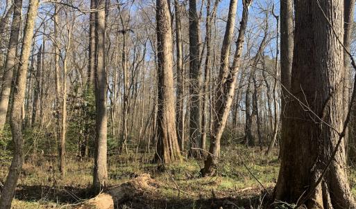 Photo #37 of SOLD property in 30093 Millfield Rd, Wakefield, VA 89.5 acres