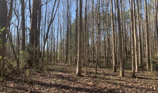 Photo #44 of SOLD property in 30093 Millfield Rd, Wakefield, VA 89.5 acres