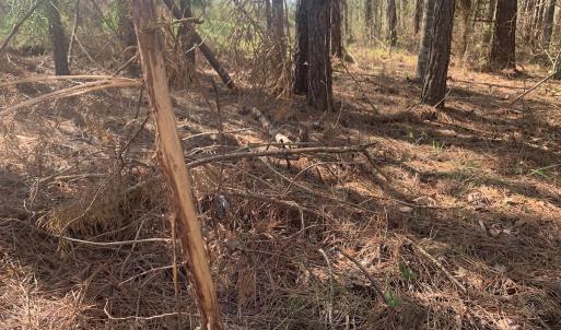 Photo #66 of SOLD property in 30093 Millfield Rd, Wakefield, VA 89.5 acres