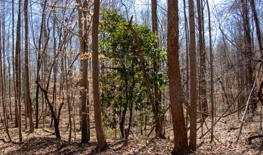 Photo #10 of SOLD property in Off Blackberry Rd, Bassett, VA 115.4 acres