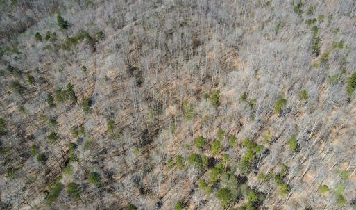 Photo #22 of SOLD property in Off Blackberry Rd, Bassett, VA 115.4 acres