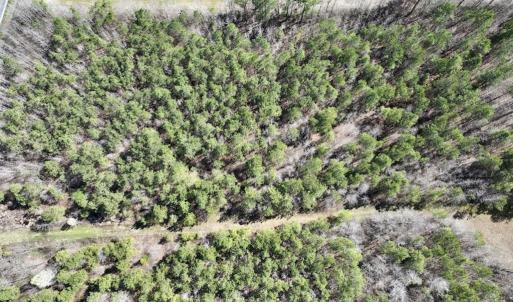 Photo #17 of SOLD property in Off Roxobel Road, Rich Square, NC 13.6 acres