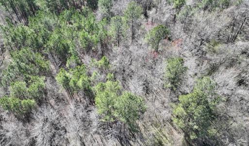 Photo #23 of SOLD property in Off Roxobel Road, Rich Square, NC 13.6 acres