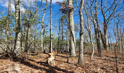 Photo #14 of SOLD property in 1308 Spruce St, Monterey, VA 30.3 acres