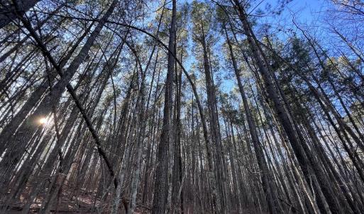 Photo #18 of SOLD property in 1296 Moriah Rd, Rougemont, NC 71.8 acres