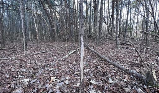 Photo #22 of SOLD property in 1296 Moriah Rd, Rougemont, NC 71.8 acres