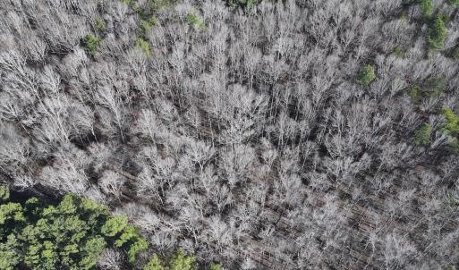 Photo #41 of SOLD property in 1296 Moriah Rd, Rougemont, NC 71.8 acres