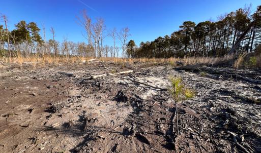 Photo #4 of SOLD property in Off Pole Run Rd, Disputanta, VA 22.0 acres