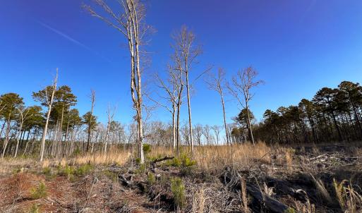 Photo #5 of SOLD property in Off Pole Run Rd, Disputanta, VA 22.0 acres