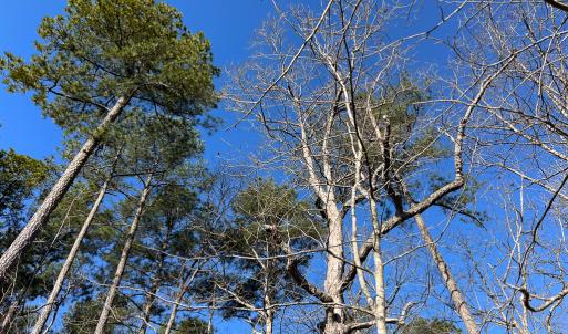 Photo #7 of SOLD property in Off Pole Run Rd, Disputanta, VA 22.0 acres