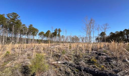 Photo #10 of SOLD property in Off Pole Run Rd, Disputanta, VA 22.0 acres