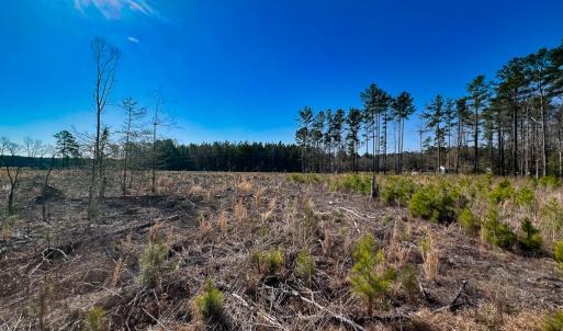 Photo #5 of SOLD property in Off Pole Run Rd, Disputanta, VA 89.1 acres