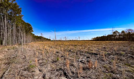 Photo #6 of SOLD property in Off Pole Run Rd, Disputanta, VA 89.1 acres