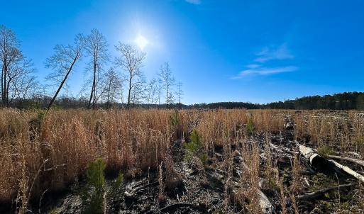 Photo #12 of SOLD property in Off Pole Run Rd, Disputanta, VA 89.1 acres