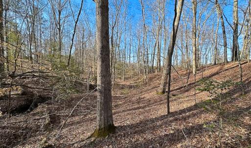 Photo #16 of SOLD property in Off Pole Run Rd, Disputanta, VA 89.1 acres