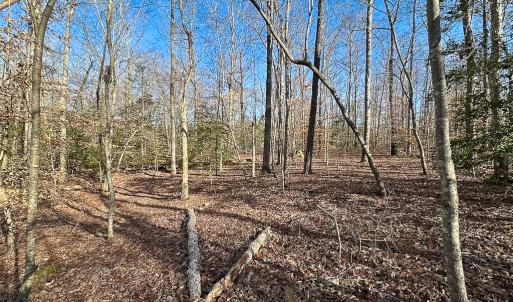 Photo #20 of SOLD property in Off Pole Run Rd, Disputanta, VA 89.1 acres