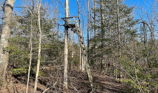 Photo #21 of SOLD property in Off Pole Run Rd, Disputanta, VA 89.1 acres