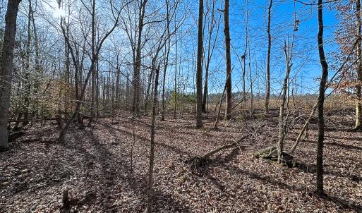 Photo #22 of SOLD property in Off Pole Run Rd, Disputanta, VA 89.1 acres