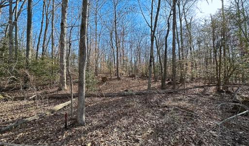 Photo #23 of SOLD property in Off Pole Run Rd, Disputanta, VA 89.1 acres