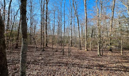 Photo #26 of SOLD property in Off Pole Run Rd, Disputanta, VA 89.1 acres