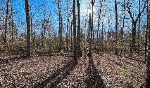 Photo #27 of SOLD property in Off Pole Run Rd, Disputanta, VA 89.1 acres