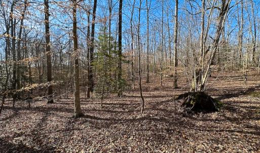 Photo #29 of SOLD property in Off Pole Run Rd, Disputanta, VA 89.1 acres