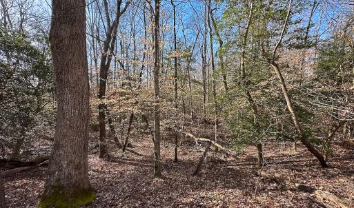 Photo #30 of SOLD property in Off Pole Run Rd, Disputanta, VA 89.1 acres