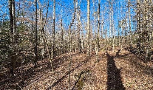 Photo #31 of SOLD property in Off Pole Run Rd, Disputanta, VA 89.1 acres