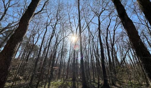 Photo #22 of SOLD property in Off Pole Run Rd, Disputanta, VA 114.0 acres