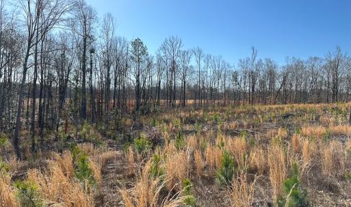 Photo #34 of SOLD property in Off Pole Run Rd, Disputanta, VA 114.0 acres