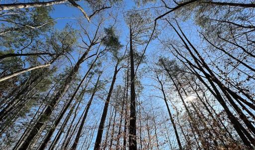 Photo #36 of SOLD property in Off Pole Run Rd, Disputanta, VA 114.0 acres