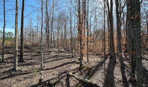 Photo #40 of SOLD property in Off Pole Run Rd, Disputanta, VA 114.0 acres