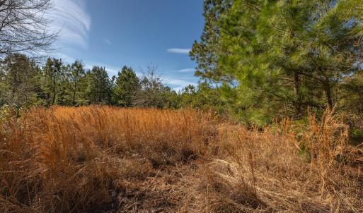Photo #22 of SOLD property in Off Hallsboro Road, Whiteville, NC 32.7 acres