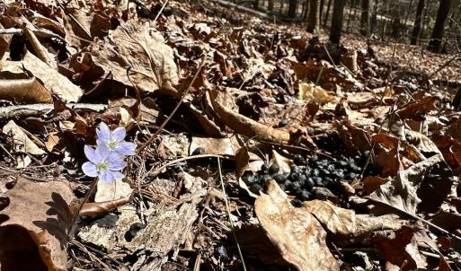 Photo #35 of Off Tower Road, Tract 2 and Pt Tract 2, Christiansburg, VA 19.7 acres