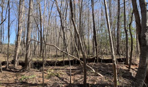 Photo #17 of SOLD property in Off Goodes Ferry Road, South Hill, VA 53.5 acres