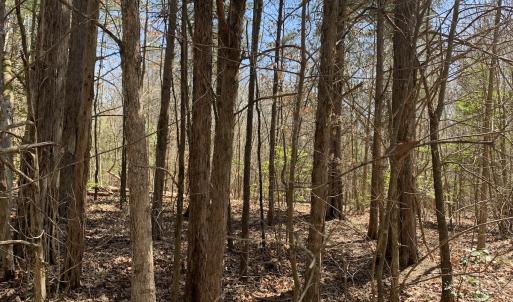 Photo #20 of SOLD property in Off Goodes Ferry Road, South Hill, VA 53.5 acres
