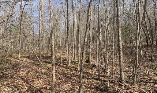 Photo #28 of SOLD property in Off Goodes Ferry Road, South Hill, VA 53.5 acres