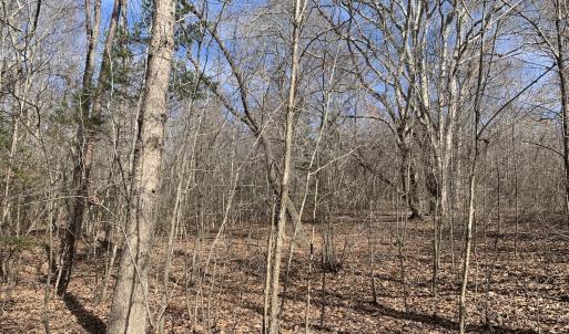 Photo #29 of SOLD property in Off Goodes Ferry Road, South Hill, VA 53.5 acres