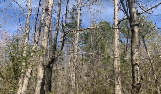 Photo #30 of SOLD property in Off Goodes Ferry Road, South Hill, VA 53.5 acres