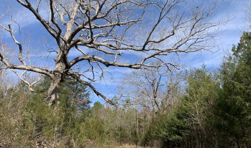 Photo #37 of SOLD property in Off Goodes Ferry Road, South Hill, VA 53.5 acres