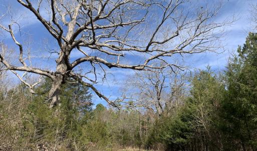 Photo #37 of Off Goodes Ferry Road, South Hill, VA 53.5 acres